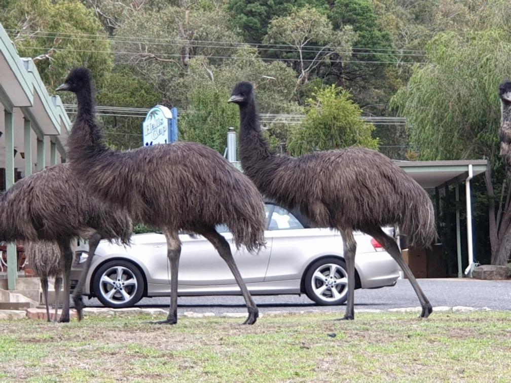 Halls Gap Motel Zewnętrze zdjęcie
