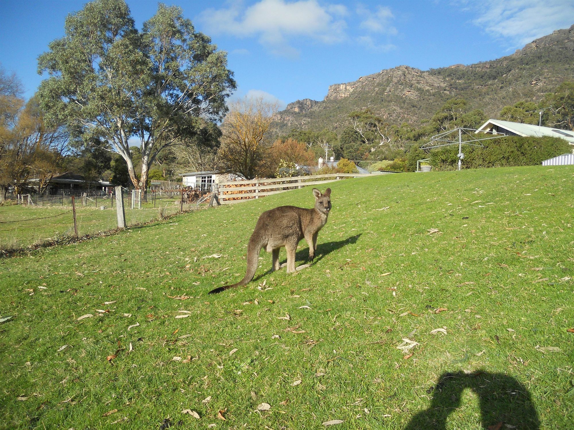Halls Gap Motel Zewnętrze zdjęcie